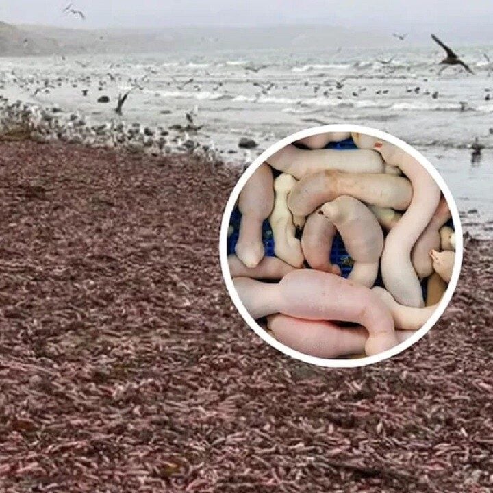 Impacto en Chubut por la aparición de 