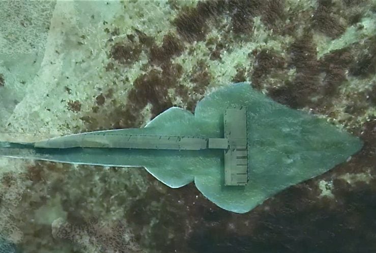 Pesca: Película sobre preservación del Pez Guitarra menciona a Cazadores y Echegoyen
