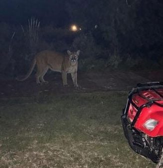 Puma merodea viviendas en Reta. Hay preocupación de los vecinos