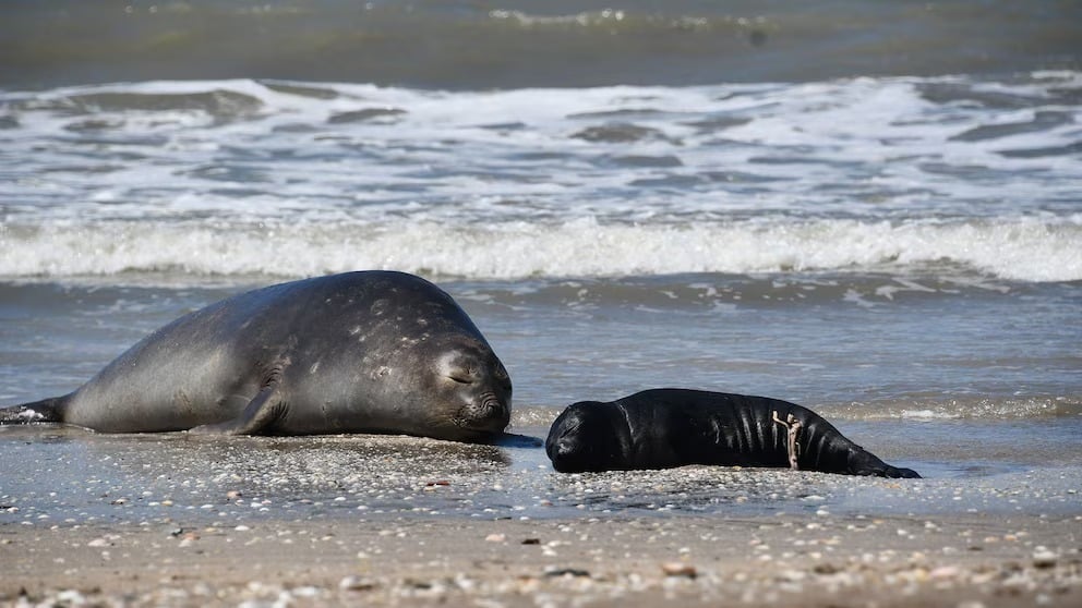 Bromatología previene por la presencia de lobos marinos en las playas del distrito