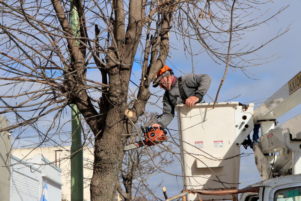 San Cayetano: comenzaron los trabajos de poda