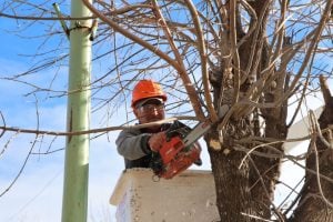 San Cayetano: comenzaron los trabajos de poda