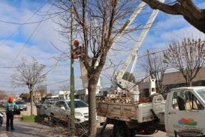 San Cayetano: comenzaron los trabajos de poda