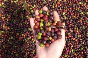 (audio) Graciela Ortiz, y el éxito del primer café 100 por ciento argentino