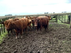 Buen remate en San Cayetano de La Agrícola Ganadera