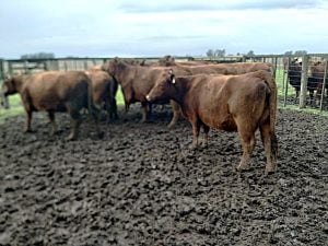 Buen remate en San Cayetano de La Agrícola Ganadera