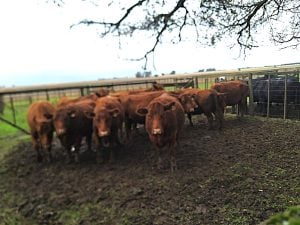 Buen remate en San Cayetano de La Agrícola Ganadera