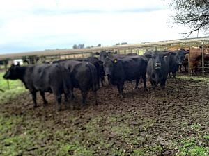 Buen remate en San Cayetano de La Agrícola Ganadera