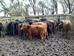 Buen remate en San Cayetano de La Agrícola Ganadera