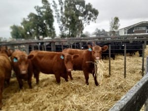 (audio)Buenos valores para los Angus en el remate de La Agrícola Ganadera