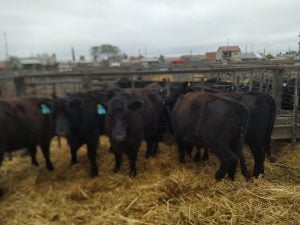 (audio)Buenos valores para los Angus en el remate de La Agrícola Ganadera