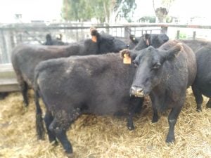 (audio)Buenos valores para los Angus en el remate de La Agrícola Ganadera