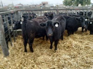 (audio)Buenos valores para los Angus en el remate de La Agrícola Ganadera