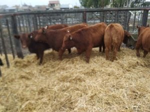 (audio)Buenos valores para los Angus en el remate de La Agrícola Ganadera