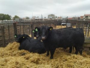 (audio)Buenos valores para los Angus en el remate de La Agrícola Ganadera