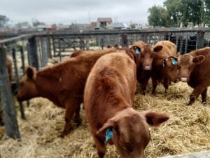 (audio)Buenos valores para los Angus en el remate de La Agrícola Ganadera