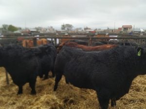 (audio)Buenos valores para los Angus en el remate de La Agrícola Ganadera