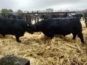 (audio)Buenos valores para los Angus en el remate de La Agrícola Ganadera