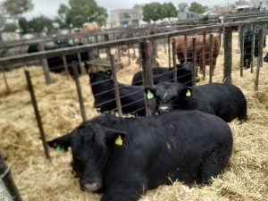 (audio)Buenos valores para los Angus en el remate de La Agrícola Ganadera