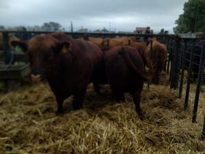 (audio)Buenos valores para los Angus en el remate de La Agrícola Ganadera