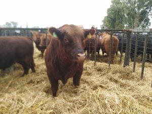 (audio)Buenos valores para los Angus en el remate de La Agrícola Ganadera