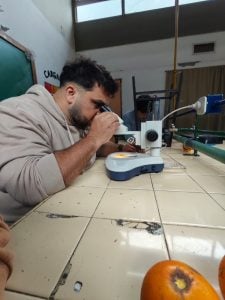 (audio) El proyecto escolar sobre naranjas amargas de San Pedro que despertó interés en Asia