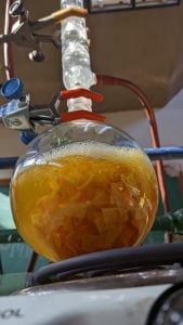 (audio) El proyecto escolar sobre naranjas amargas de San Pedro que despertó interés en Asia