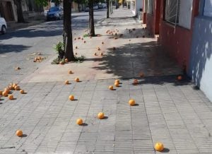 (audio) El proyecto escolar sobre naranjas amargas de San Pedro que despertó interés en Asia