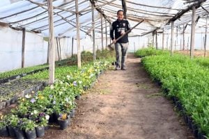 (audio) Familia Tannaka, de  Japón a Argentina a cultivar flores