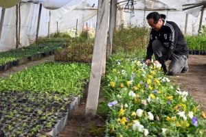 (audio) Familia Tannaka, de  Japón a Argentina a cultivar flores