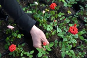 (audio) Familia Tannaka, de  Japón a Argentina a cultivar flores