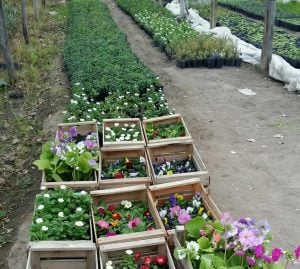 (audio) Familia Tannaka, de  Japón a Argentina a cultivar flores