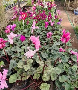 (audio) Familia Tannaka, de  Japón a Argentina a cultivar flores