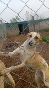 (audio) El refugio PACMA apela a la solidaridad de la comunidad para mejoras edilicias urgentes