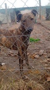 (audio) El refugio PACMA apela a la solidaridad de la comunidad para mejoras edilicias urgentes