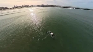 Comenzó la temporada de avistaje de ballenas en las costas de Necochea