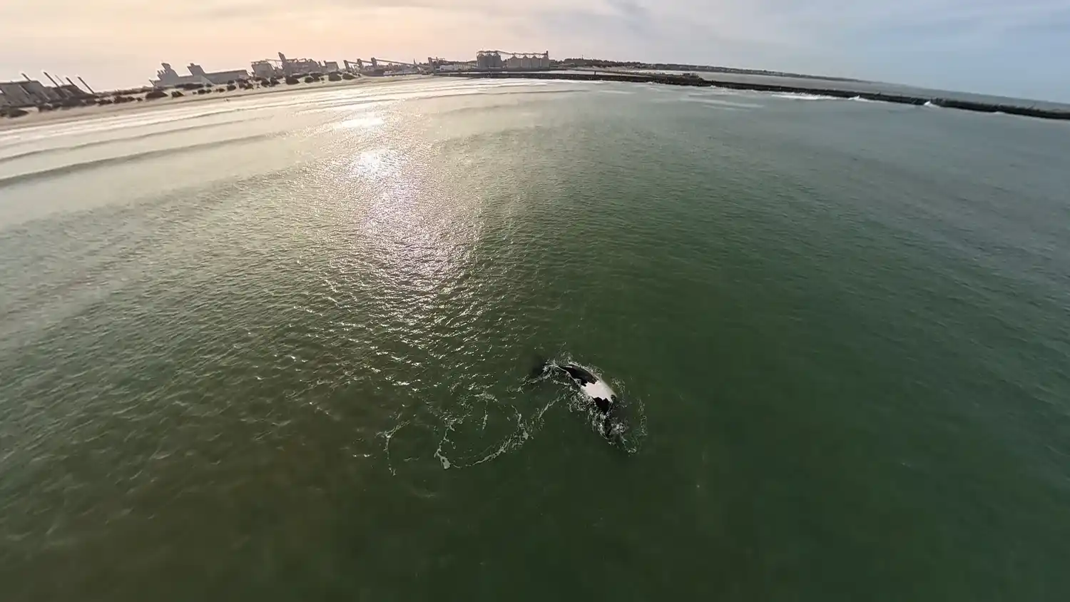 Comenzó la temporada de avistaje de ballenas en las costas de Necochea