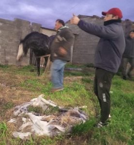 Bomberos rescataron a un caballo que había caído a un pozo