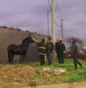 Bomberos rescataron a un caballo que había caído a un pozo