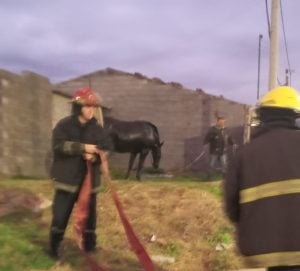 Bomberos rescataron a un caballo que había caído a un pozo