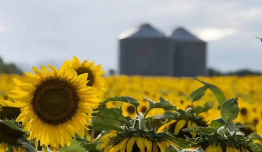 Dreyfus construirá en Bahía Megaplanta de procesadora de semillas de girasol