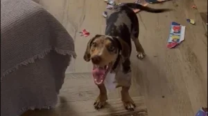 Le faltaban 20 figuritas para completar el álbum y su perrita lo destrozó