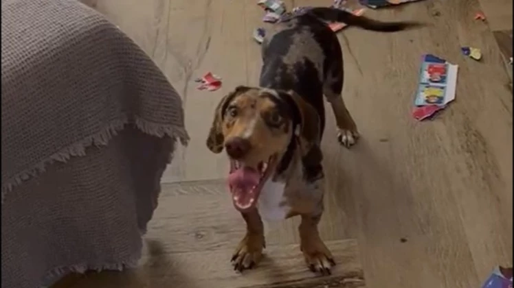 Le faltaban 20 figuritas para completar el álbum y su perrita lo destrozó