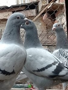 Colombofilia: se disputó la sexta fecha en Cacharí