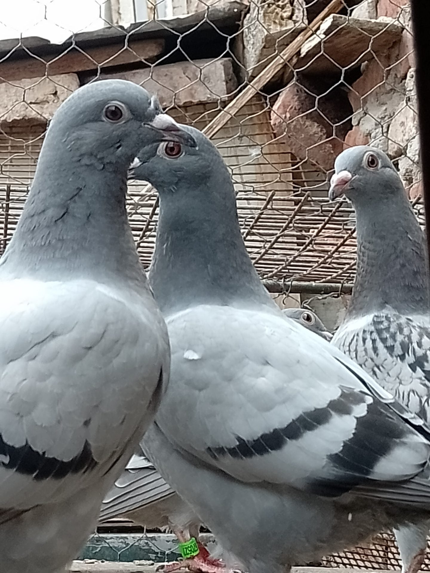 Colombofilia: se disputó la sexta fecha en Cacharí