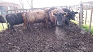 Exitoso quinto remate del año de Arzoz y Compañía