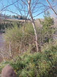 Vecinos agradecen al municipio las próximas tareas de mantenimiento en el arroyo y Parque Miedan (audio)