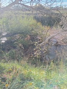 Vecinos agradecen al municipio las próximas tareas de mantenimiento en el arroyo y Parque Miedan (audio)