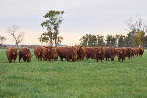 (audio) La Torcacita prepara su remate anual con una destacada oferta genética y un día de campo previo