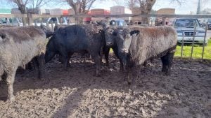 Exitoso quinto remate del año de Arzoz y Compañía